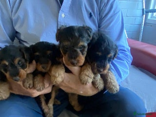 Welsh Terrier dogs Stunning Welsh terrier puppies - Advert 3