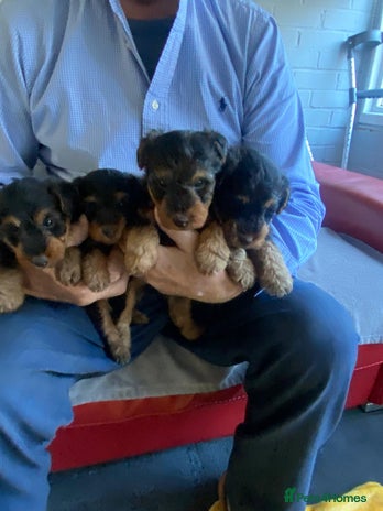 Welsh Terrier dogs Stunning Welsh terrier puppies - Advert 1