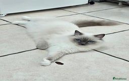 Ragdoll cats for sale: Blue mitted european girl - Image 9