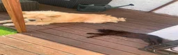 Chow Chow dogs for sale: Leo The Chow Chow in Mansfield - Advert 3
