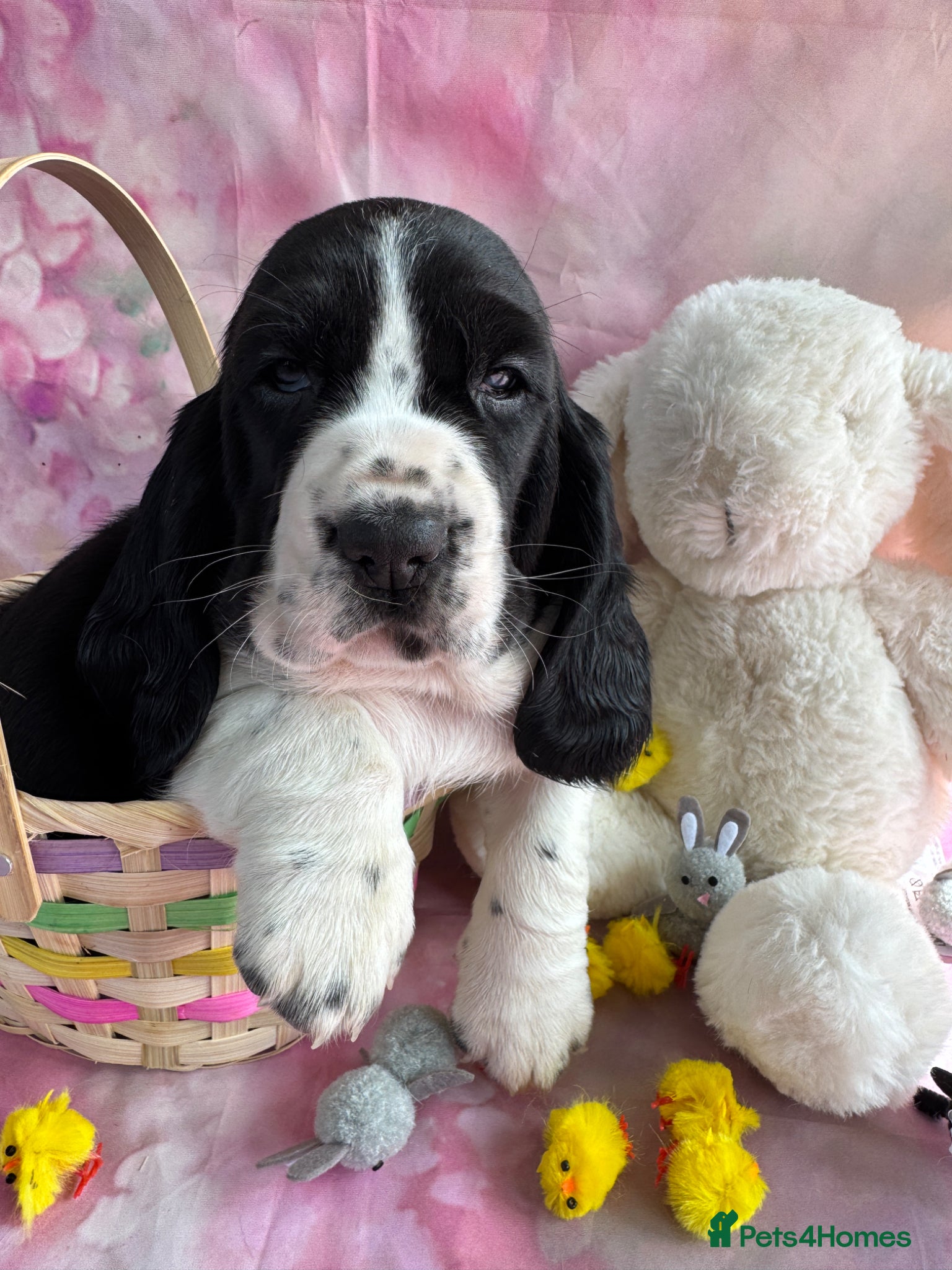 Mixed Breed dogs Hush puppies! Basset x cocker - Advert 2