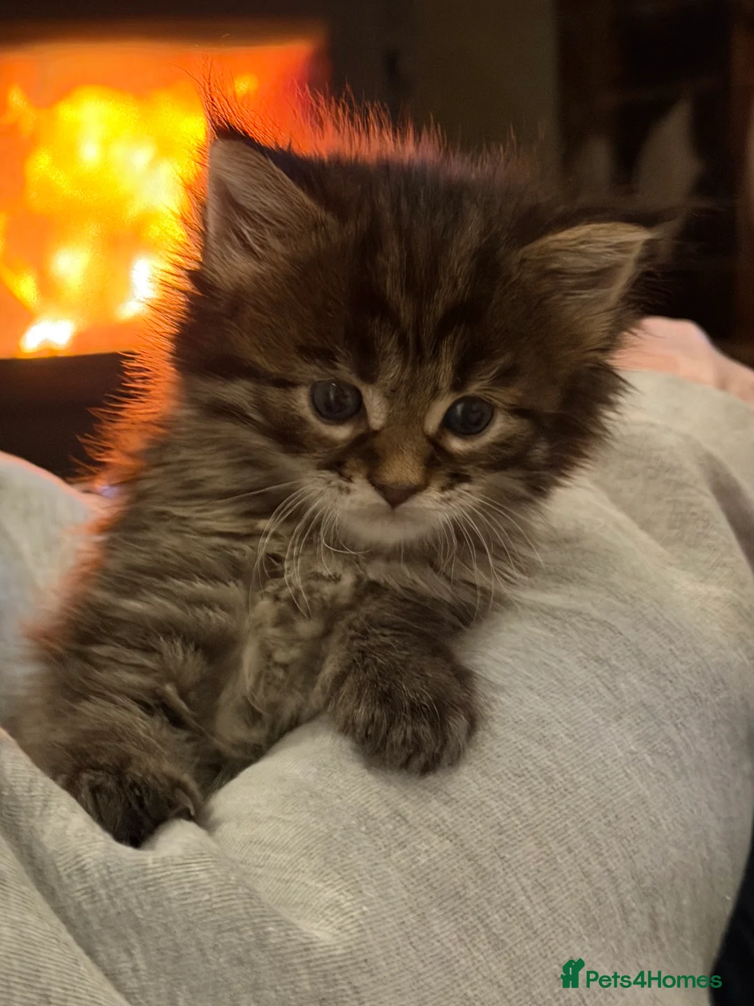 Maine Coon cats for sale: Mainecoon brown tabby  - Advert 3
