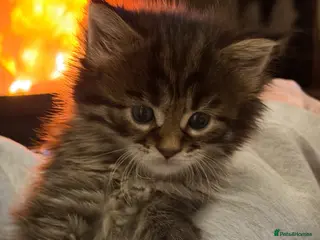 Maine Coon cats Mainecoon brown kitten - Advert 17