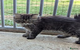 Persian cats for sale: ADORABLE RUSSIAN BLUE X PERSIAN KITTENS - Image 4