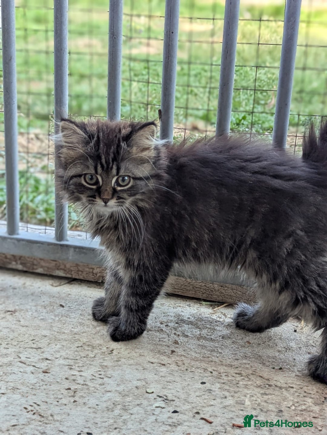 Persian cats for sale: ADORABLE RUSSIAN BLUE X PERSIAN KITTENS - Image 4