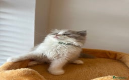 British Shorthair cats for sale: 🐻 STUNNING GIRL GCCF REGISTERED REDUCED LAST 1 🐻 - Image 31