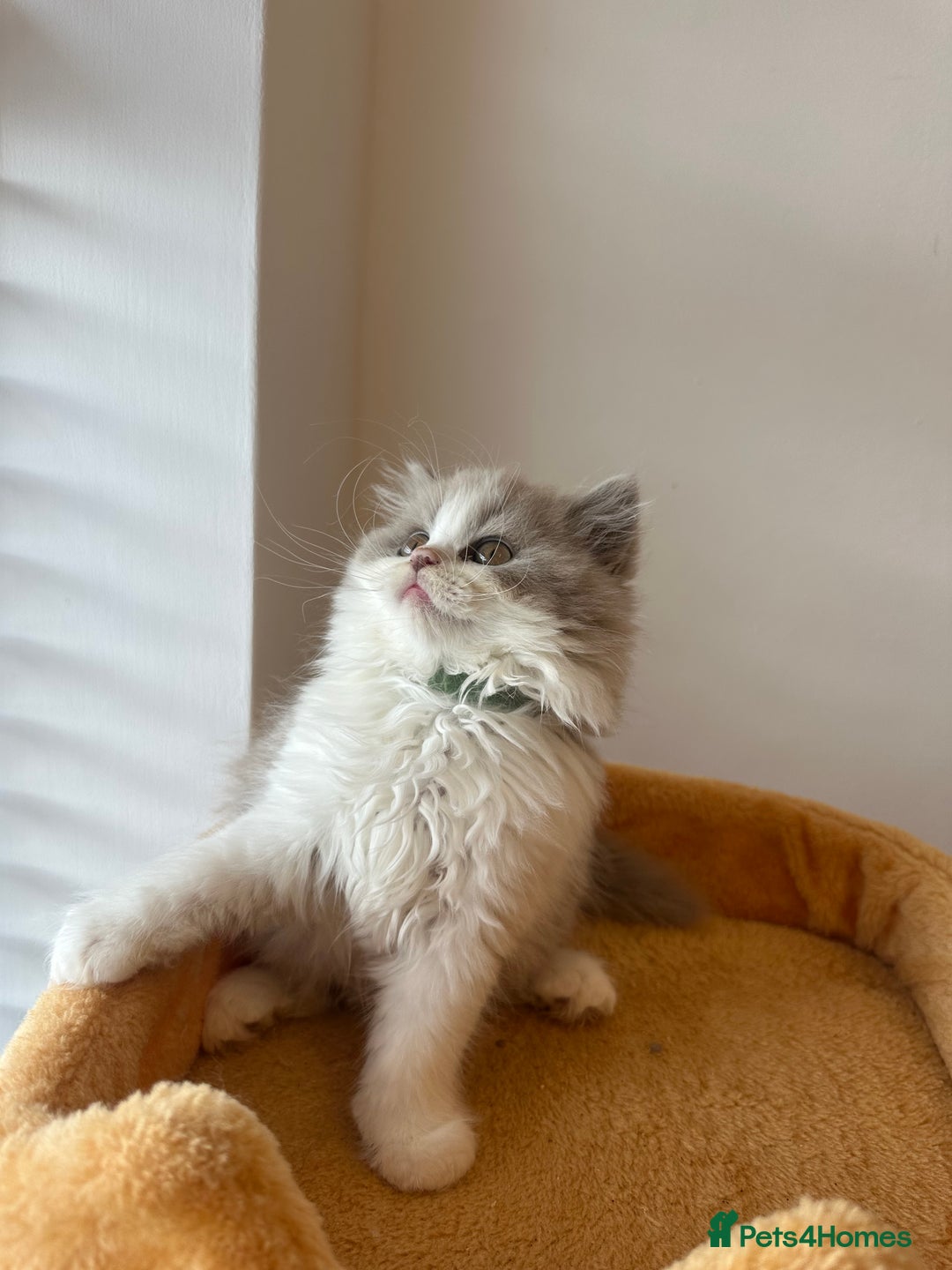 British Shorthair cats for sale: 🐻 STUNNING GIRL GCCF REGISTERED REDUCED LAST 1 🐻 - Image 31