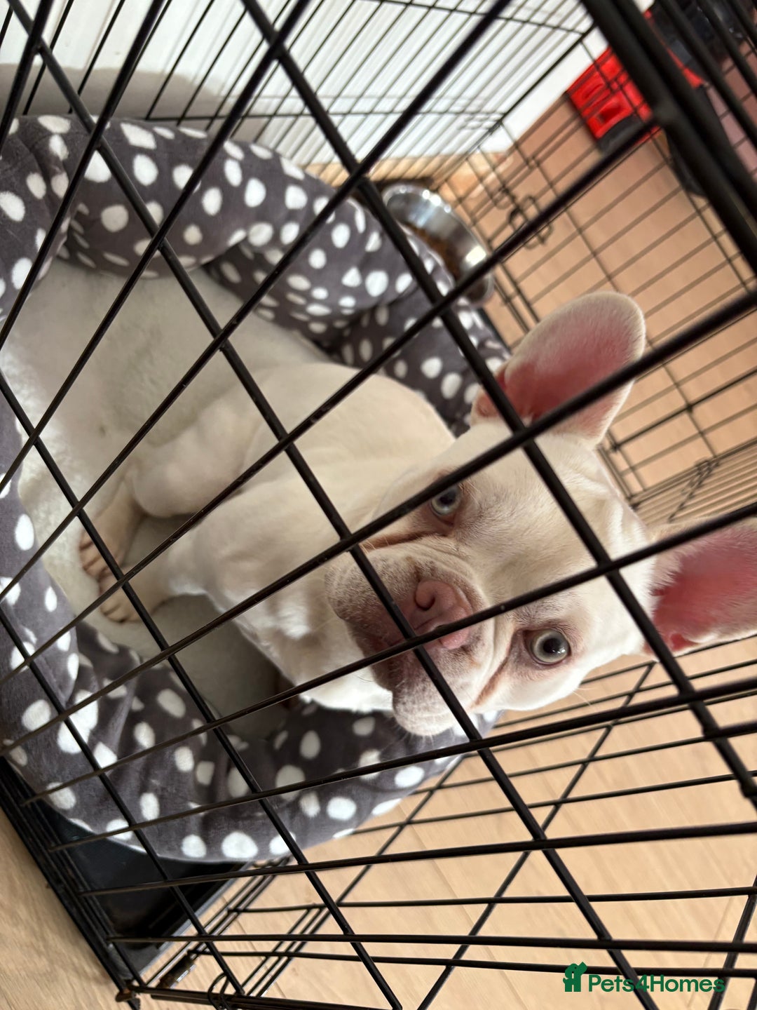 French Bulldog dogs for sale: French bulldog for sale male  - Advert 4