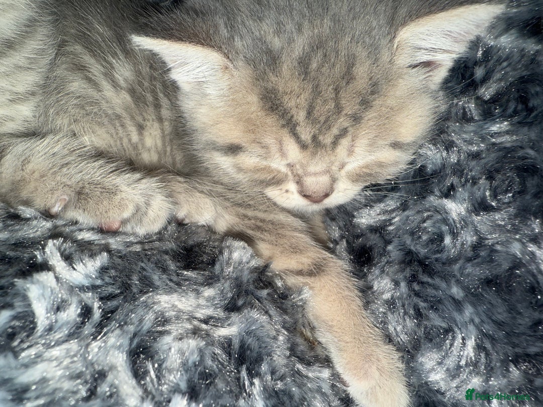 Scottish Fold cats for sale: Beautiful Scottish straight cross British shorts😍 - Image 13