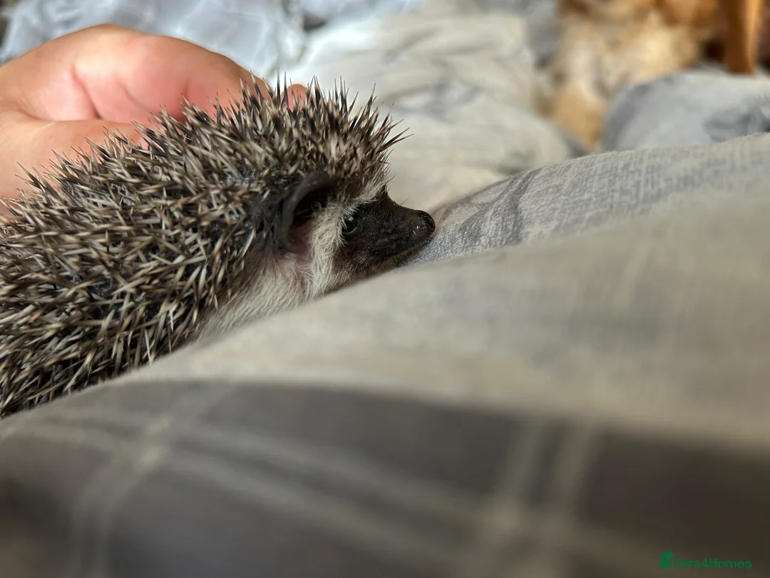 Pygmy Hedgehog rodents for sale: For sale - Advert 2