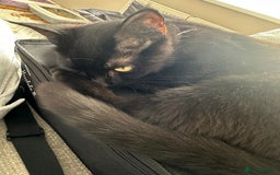 British Shorthair cats for sale: Poppy is looking for a new loving home - Image 5
