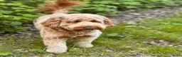 Cockapoo dogs for sale: F2 Cockapoos  - Advert 2