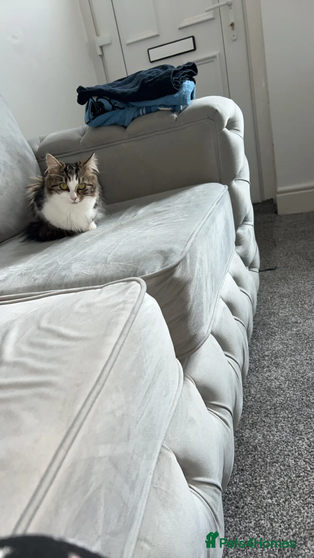 Mixed Breed cats for sale: 2 cats looking for forever home  - Advert 14