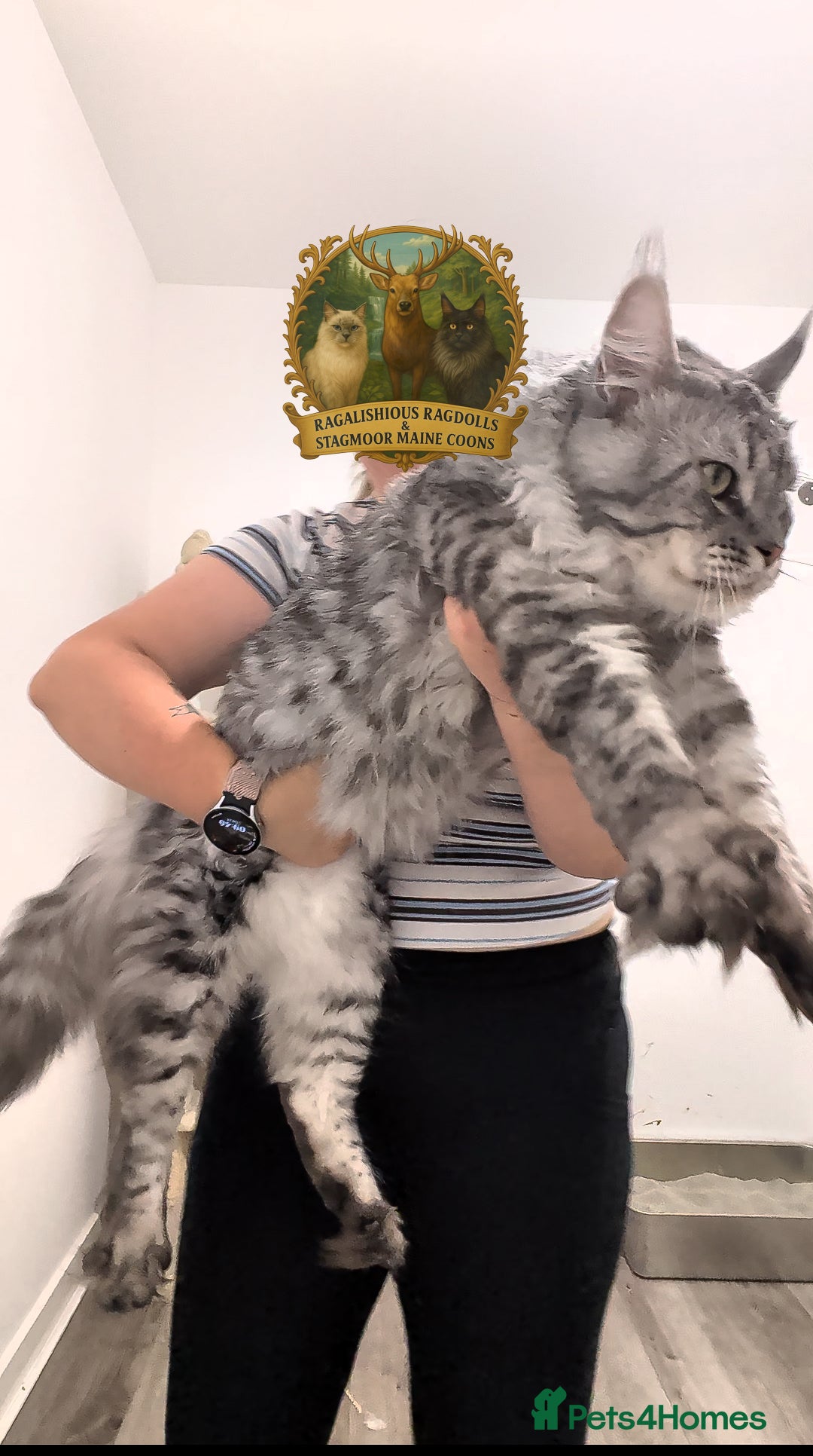 Maine Coon cats for stud: Championship European line Black Silver Tabby Stud - Advert 5