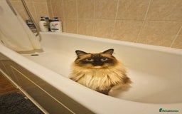 Ragdoll cats for sale: Three Adorable Blue Point Ragdoll Kittens - Image 4