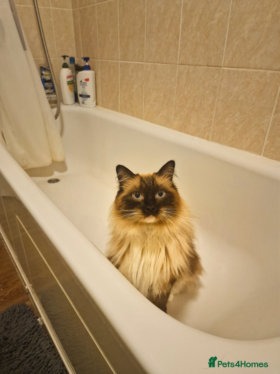 Ragdoll cats for sale: Three Adorable Blue Point Ragdoll Kittens - Image 4