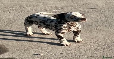Dalmatian dogs - Advert 2