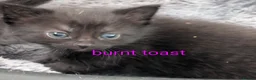 Mixed Breed cats for sale: Kittens  - Advert 13