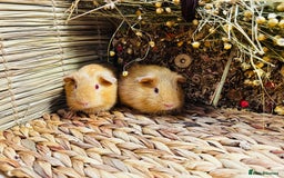 Guinea Pig rodents for sale: Friendly well handled baby guinea pigs  - Image 2