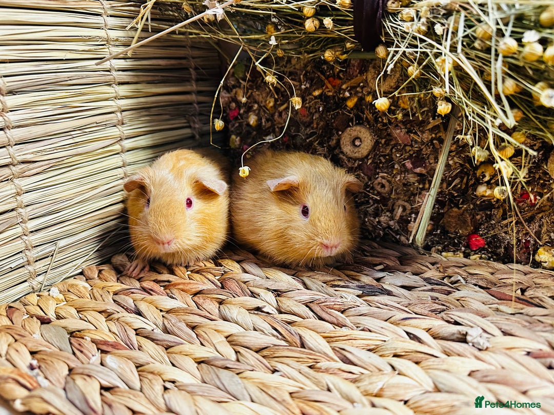 Guinea Pig rodents for sale: Friendly well handled baby guinea pigs  - Image 2