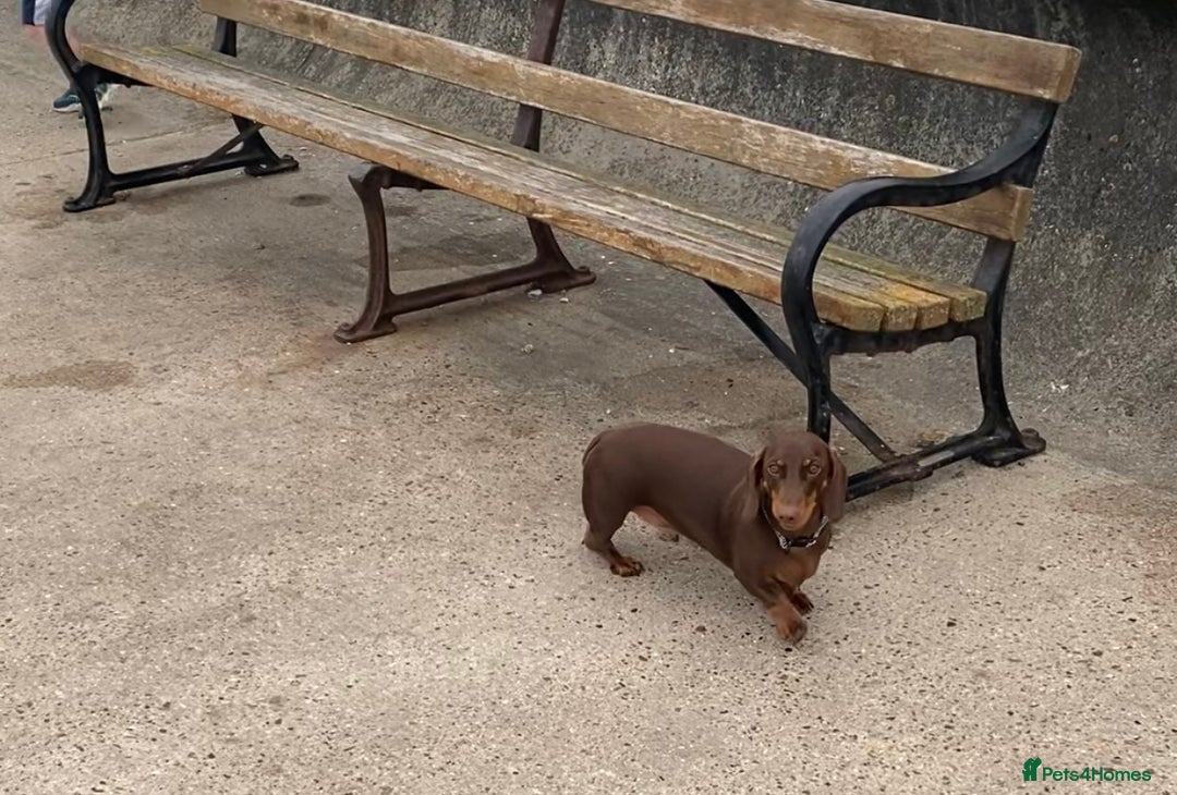 Dachshund dogs for sale: 2 year old male dachshund  - Image 4