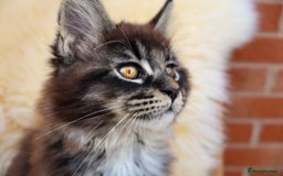 Maine Coon cats for sale: Beautiful Maine Coon Kittens... - Image 1