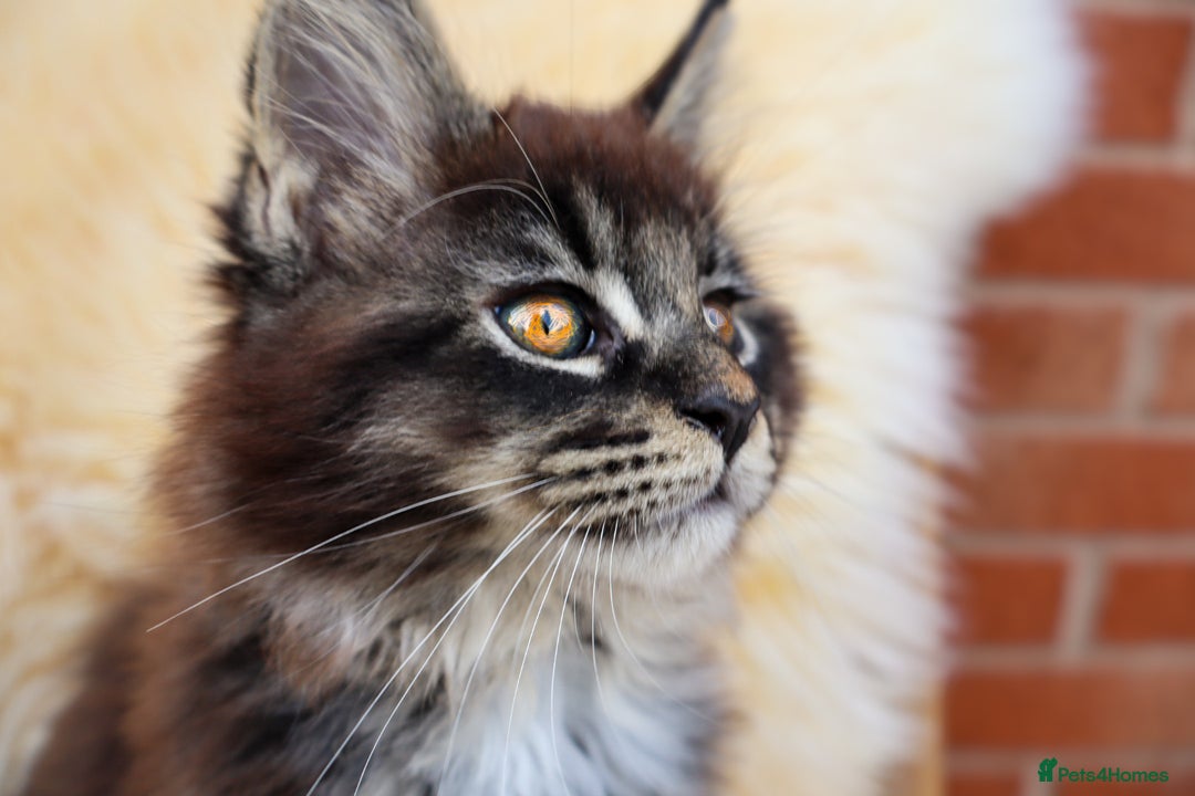 Maine Coon cats for sale: Beautiful Maine Coon Kittens... - Image 1