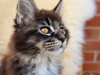 Maine Coon cats - Advert 30