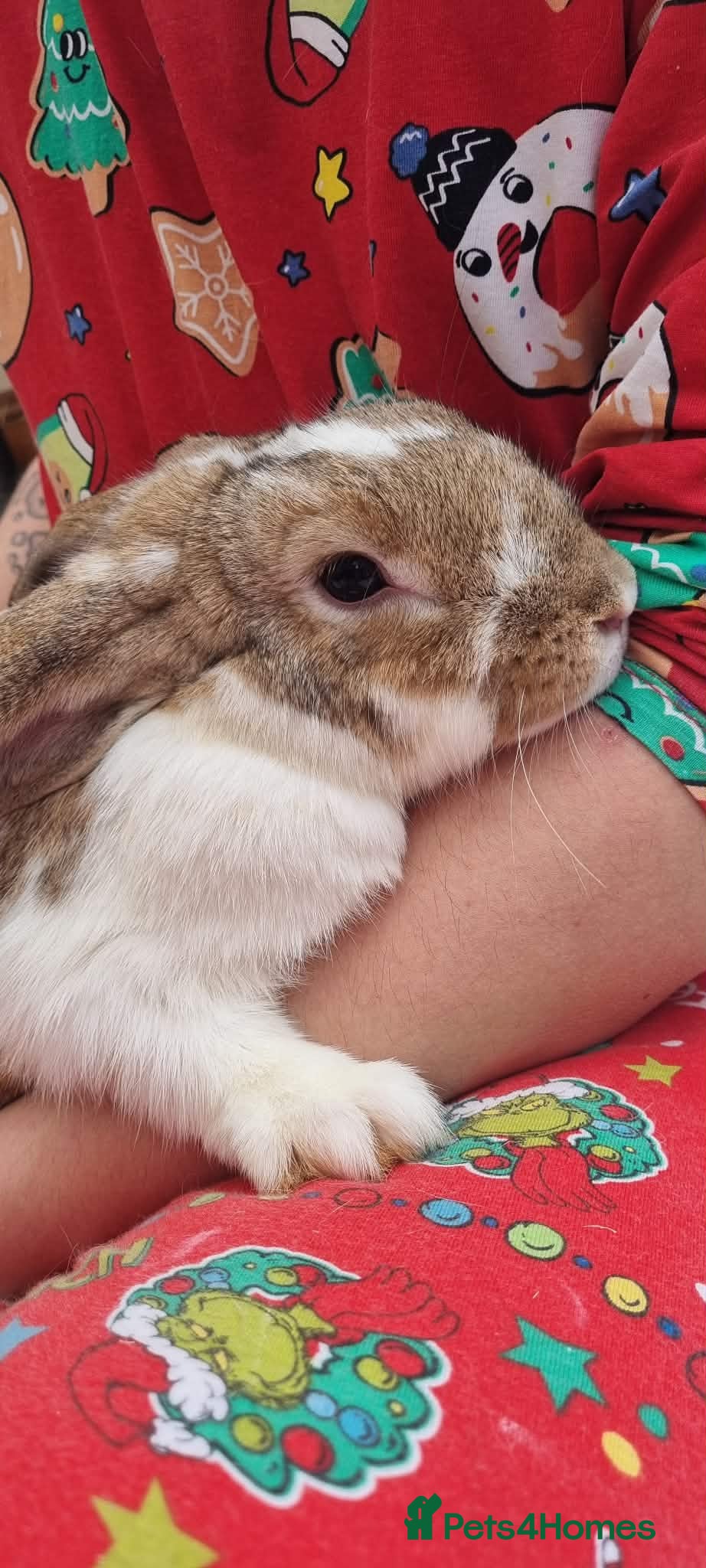 Mixed Breed rabbits Female rabbit looking for loving home - Advert 1