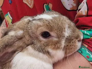 Mixed Breed rabbits Female rabbit looking for loving home - Advert 1