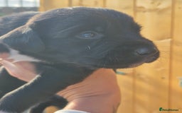 Mixed Breed dogs for sale: Beautiful sprollie puppies  - Image 3