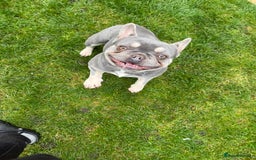 French Bulldog dogs for sale: FRENCH BULLDOGS  - Advert 2