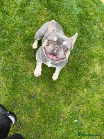 French Bulldog dogs FRENCH BULLDOGS - Advert 7