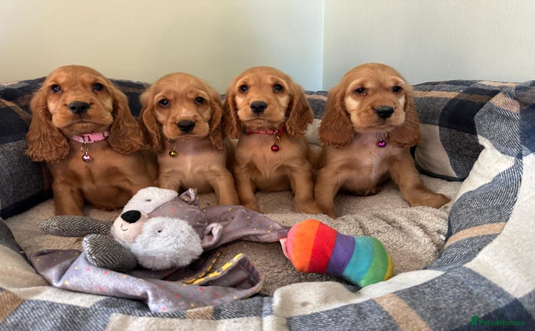 Cocker Spaniel dogs - Advert 12