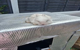 Lionhead rabbits for sale: lionhead bunnies  - Image 6