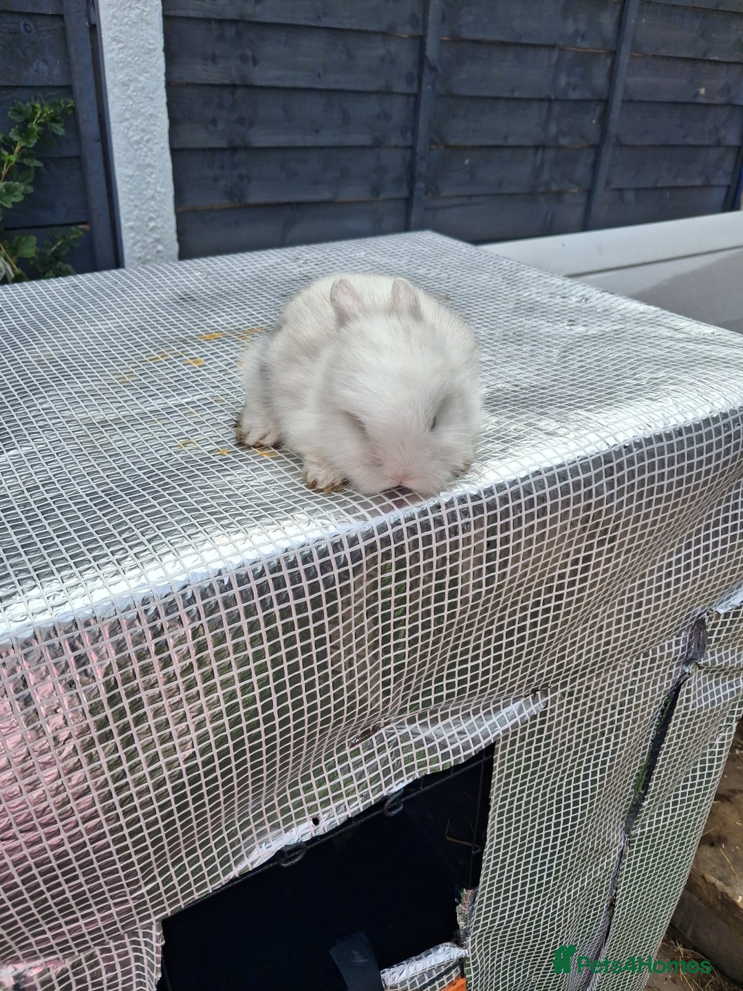 Lionhead rabbits for sale: lionhead bunnies  - Image 6