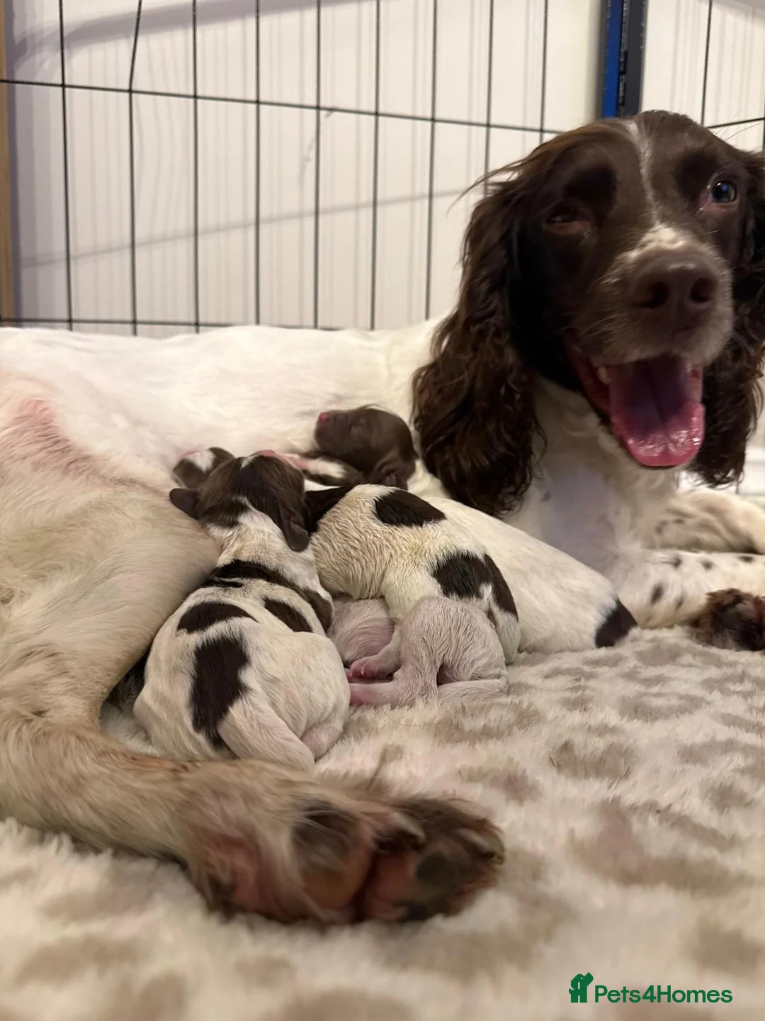 English Springer Spaniel dogs for sale: English springer spaniel puppies - Advert 14