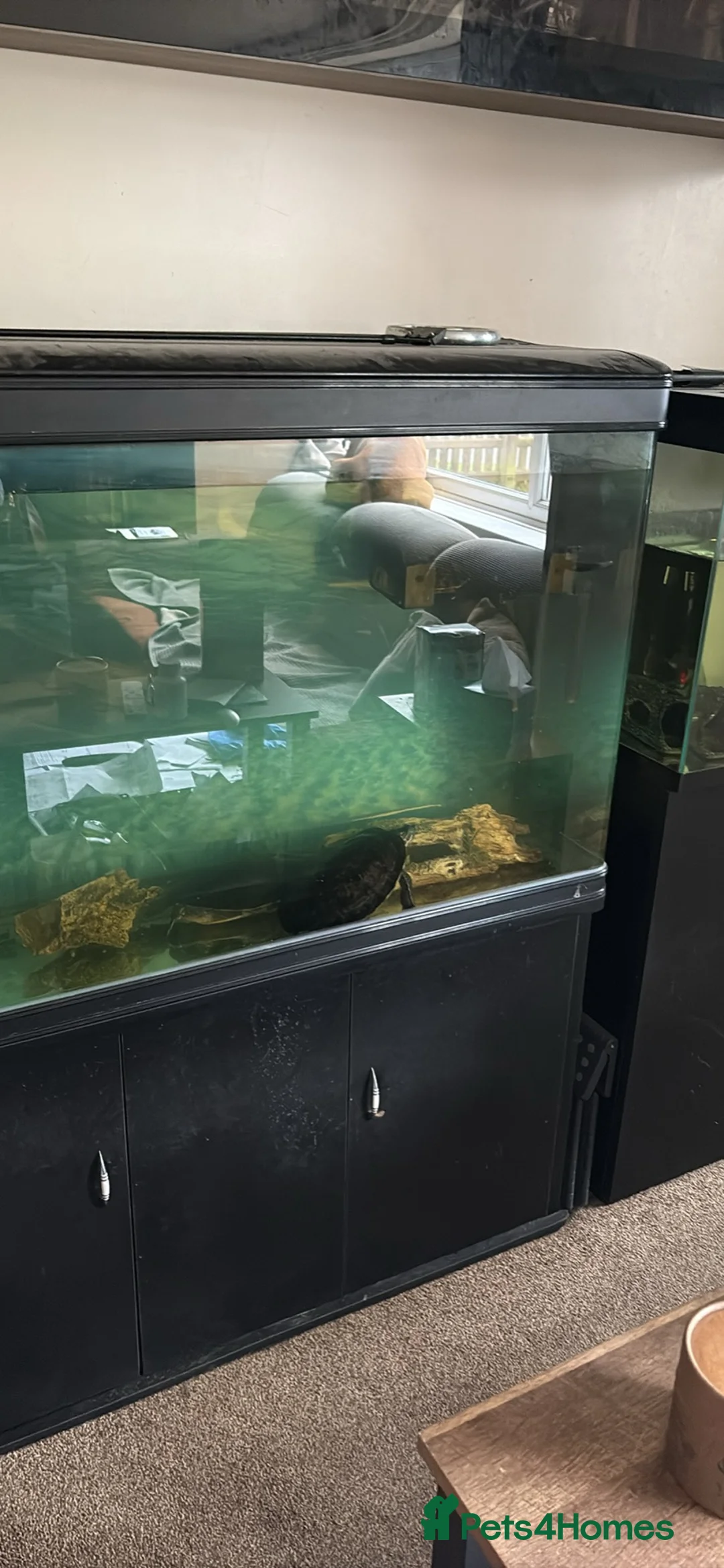 Turtle reptiles for sale: Turtles and tank included - Advert 3
