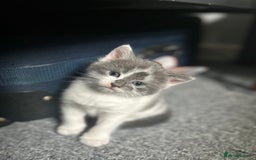 Mixed Breed cats for sale: 2 ragdoll mixes for sale - Image 6