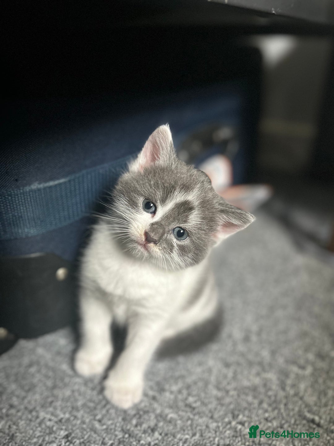 Mixed Breed cats for sale: 2 ragdoll mixes for sale - Image 6