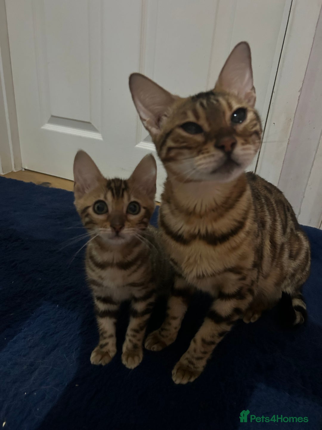 Bengal cats for sale: Champion bloodline Bengal kittens - Advert 15