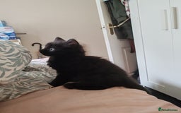 British Longhair cats for sale: British Longhair mix Kittens  - Image 10