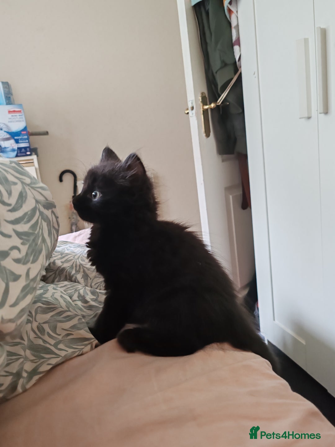 British Longhair cats for sale: British Longhair mix Kittens  - Image 10