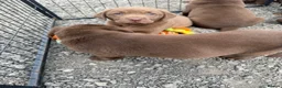 Labrador Retriever dogs for sale: Chunky chocolate Labrador puppies - Advert 4