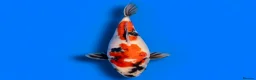 Koi Carp fish for sale: Japanese Koi - Top Quality - Advert 26