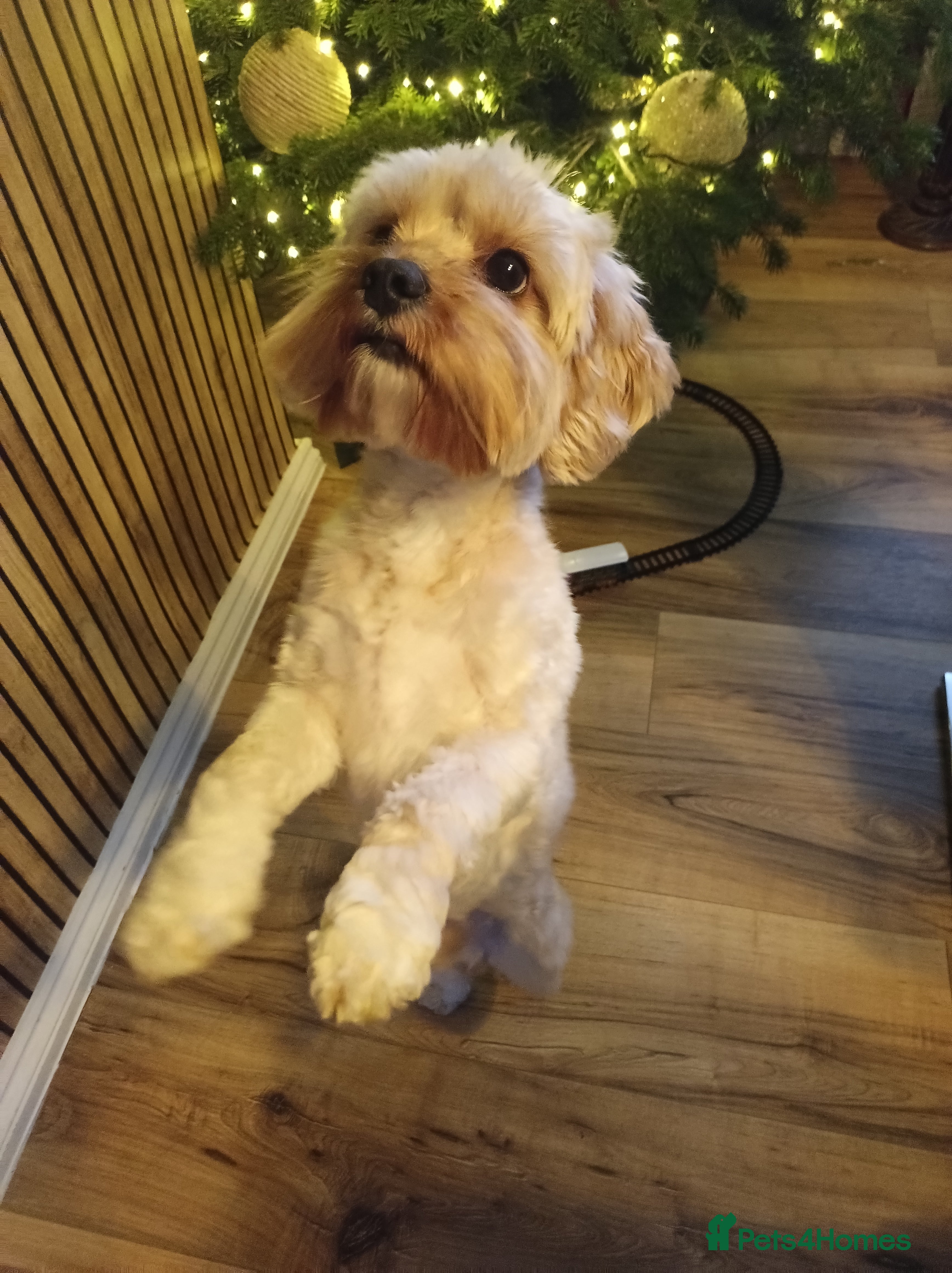 Cavapoo dogs Male cavapoo - Advert 1