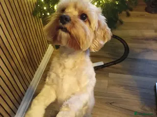 Cavapoo dogs Male cavapoo - Advert 8