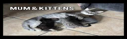 Mixed Breed cats for sale: Kittens for sale - Advert 8