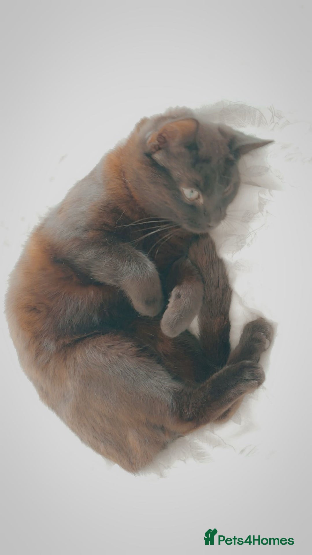 American Shorthair cats for sale: Luna needs a new home  - Image 4