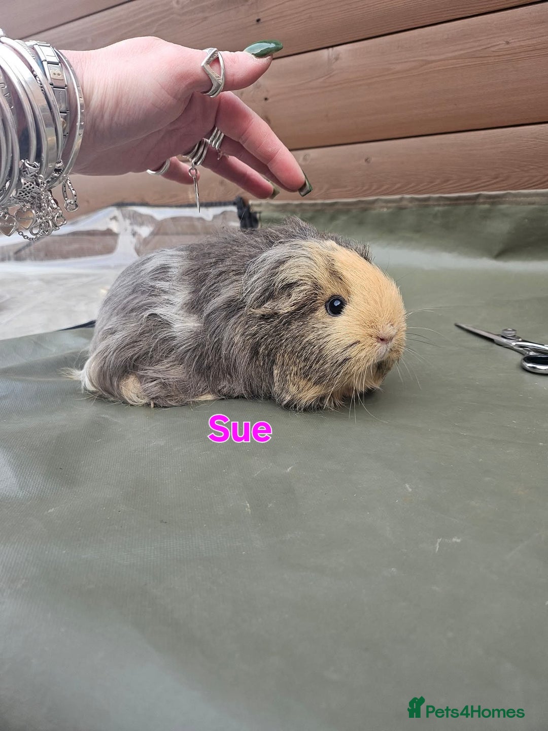 Guinea Pig rodents for sale: Lunkarya - Advert 17